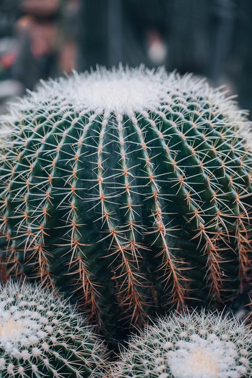 Free Detailed view of a golden barrel cactus displaying its spiny texture and pattern. Stock Photo