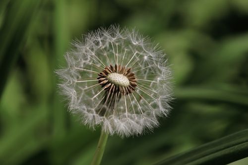 Free Detailed macro shot of a dandelion seed head in natural greenery, highlighting delicate seed structures. Stock Photo
