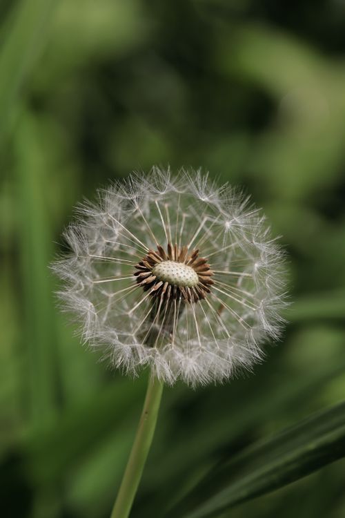 Free Detailed macro shot of a dandelion seed head with soft focus background, highlighting natural beauty. Stock Photo