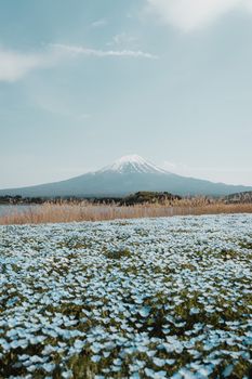 Faszinierende Blumen & Frühling – Anime-Stil Hintergrundbild