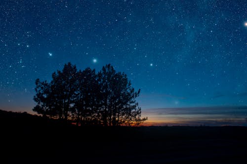 Silhueta De árvores Durante A Noite