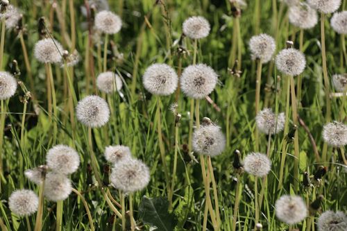 Free A serene meadow scene with numerous dandelion seed heads ready to disperse in the spring breeze. Stock Photo
