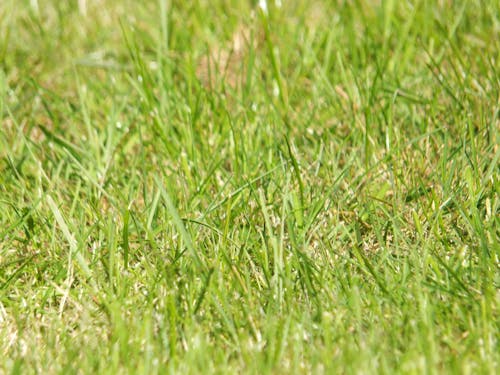 Foto d'estoc gratuïta de bri d'herba, concentrar-se, de fulla perenne