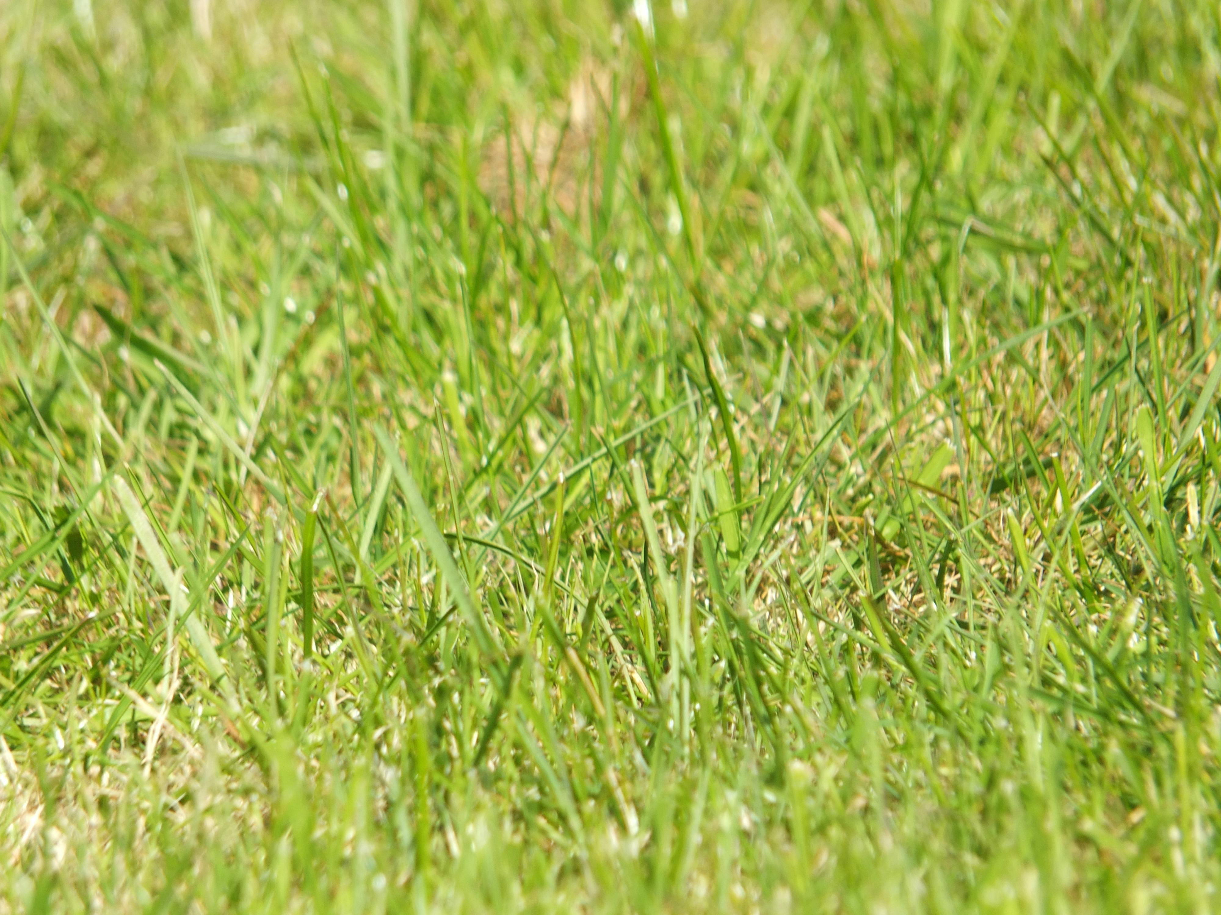 Free stock photo of autofocus, blade of grass, dark green