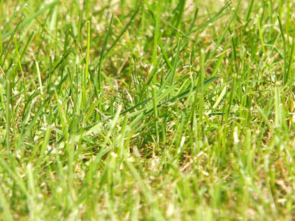 Free stock photo of autofocus, blade of grass, dark green