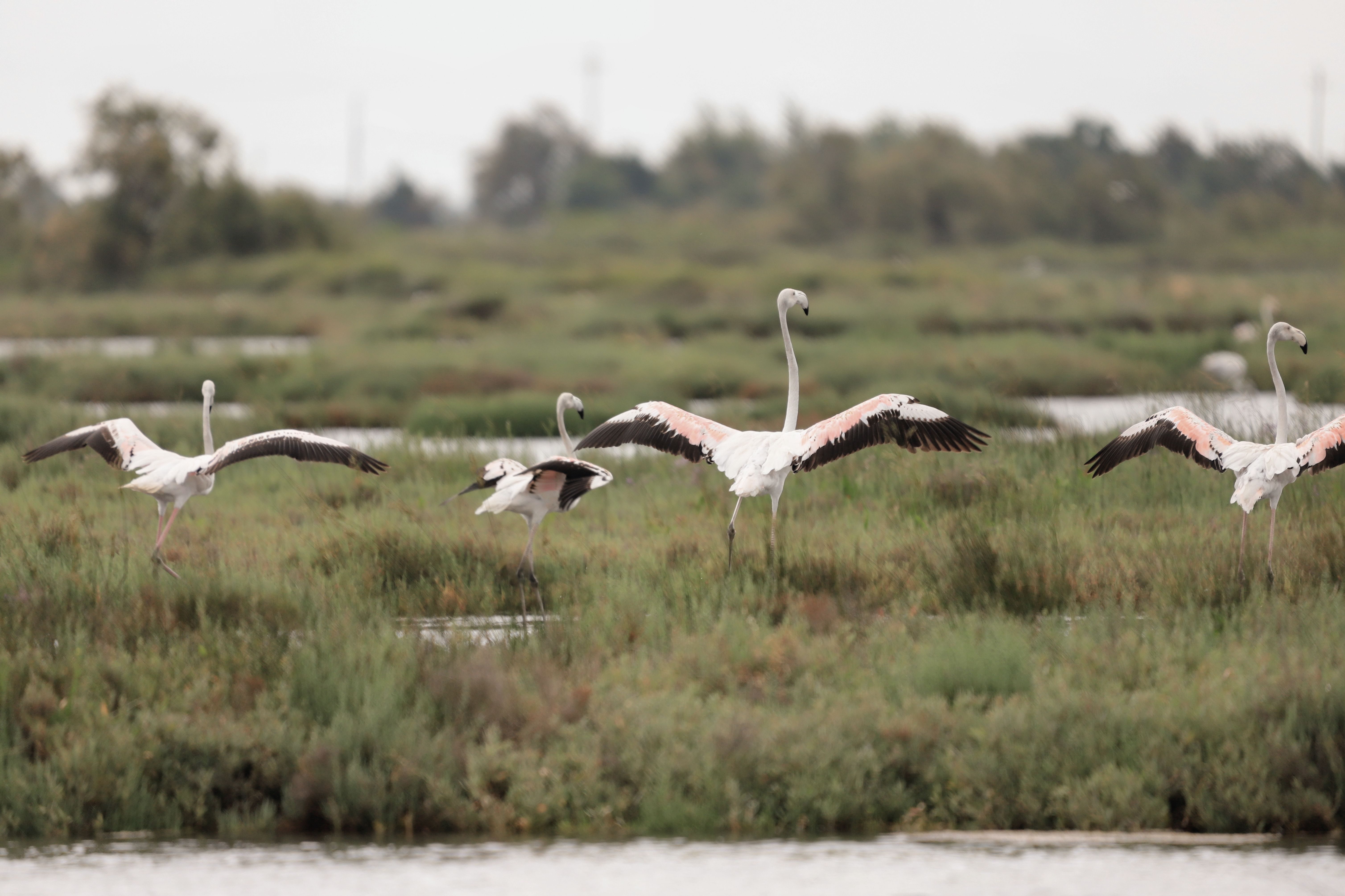 Photographier les paysages de Camargue en été sans voiture : spots et logistique 2026 