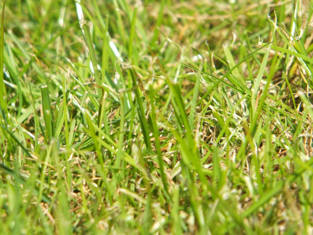 Free stock photo of autofocus, blade of grass, dark green