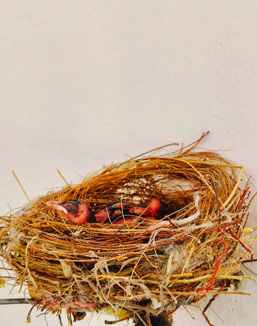 Free Two baby birds resting in a nest built with twigs, set against a light background. Stock Photo