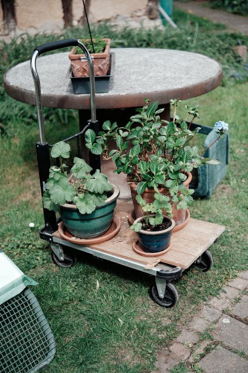 Free Several potted plants on a trolley for easy transport in a lush outdoor garden setting. Stock Photo