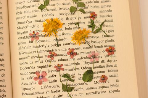 Free Colorful pressed flowers arranged on an open book page with text. Stock Photo