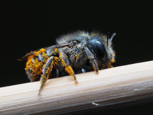 Free Macro shot of a bee covered in pollen, perched on a twig, showcasing detailed texture and vibrant colors. Stock Photo