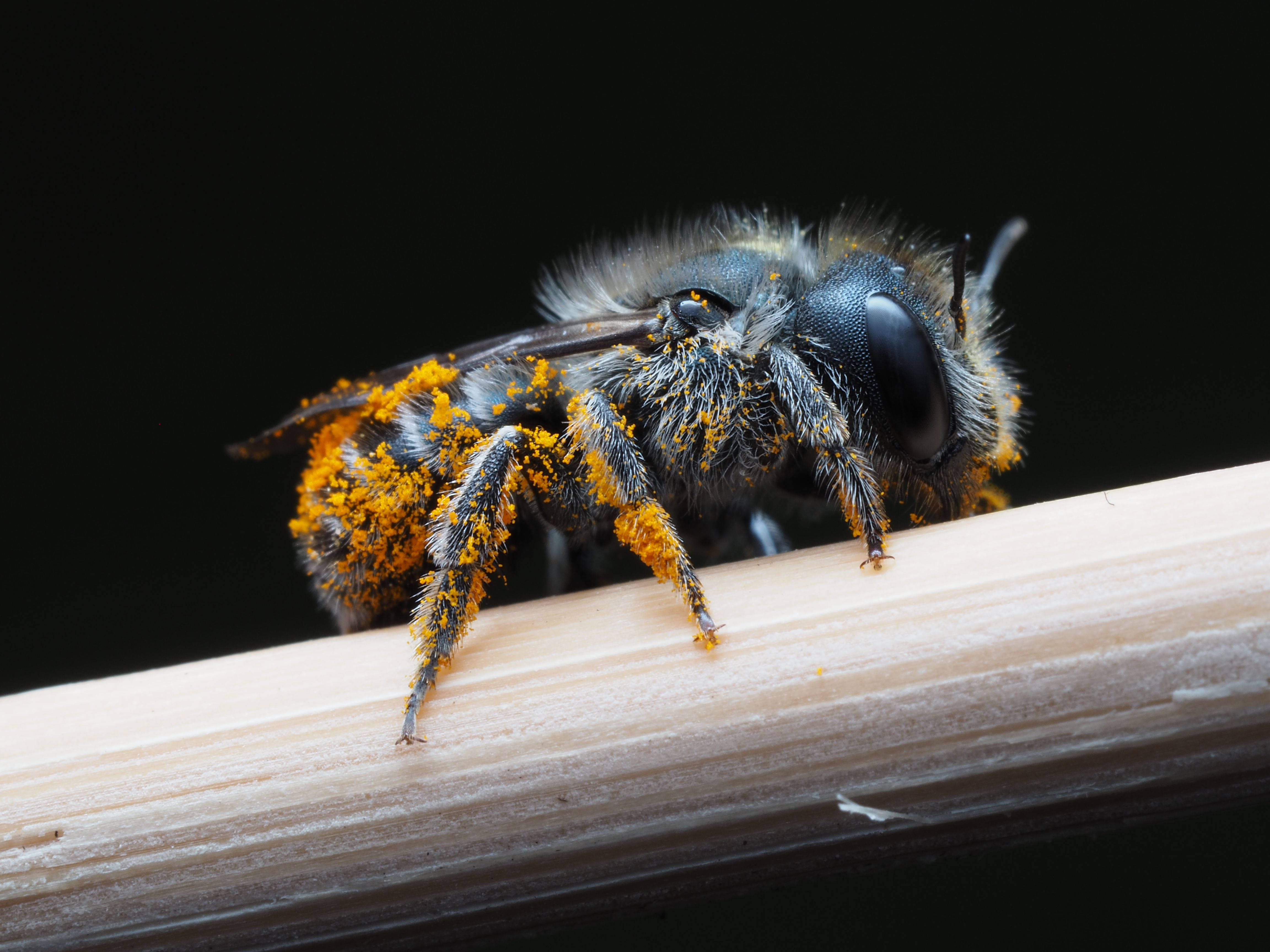 Close-up of a Pollen-Dusted Bee Perching on a Twig