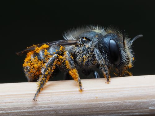 Free Detailed macro shot of a bee covered in pollen, showcasing its intricate anatomy on a branch. Stock Photo