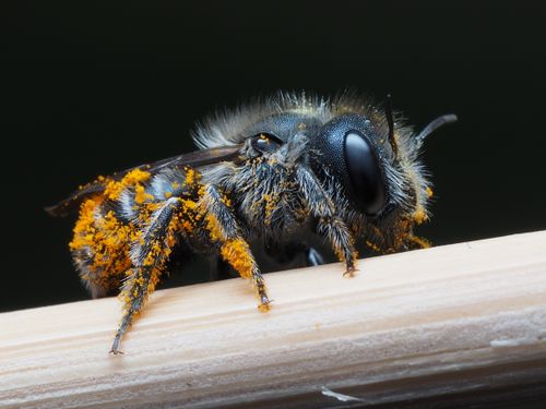 Free Macro shot of a bee with pollen on its body, highlighting delicate details. Stock Photo