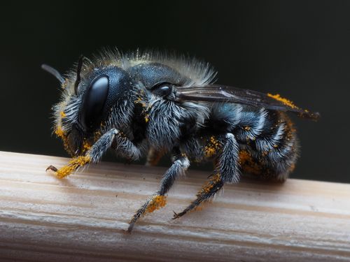 Free Close-up image of a solitary bee resting on a branch, detailed view of its fuzzy hair and pollen. Stock Photo