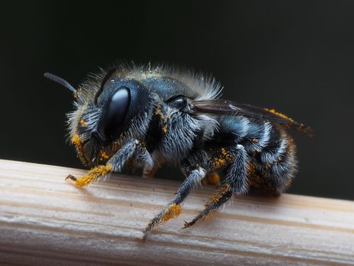 Free Detailed macro shot of a bee covered in pollen, sitting on a stick. Stock Photo