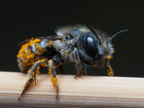 Free Macro photograph of a bee covered in pollen perched on a twig, showcasing intricate details. Stock Photo