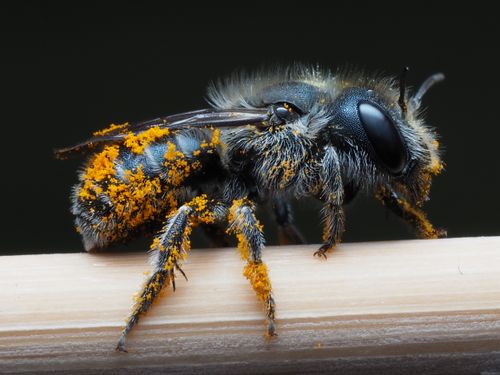 Free Detailed macro photograph of a bee covered in pollen resting on a stick, highlighting texture and detail. Stock Photo