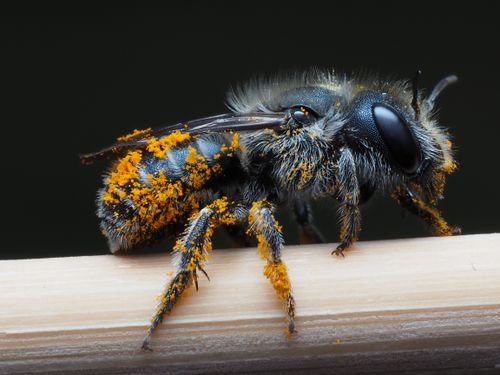 Free Detailed macro image of a pollen-covered bee resting on a stick, showcasing nature's beauty. Stock Photo