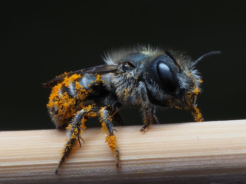 Free Close-up macro shot of a bee covered with pollen sitting on a bamboo stick. Stock Photo