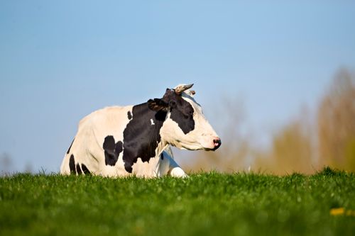 Free Black and white Holstein cow resting on a sunny green pasture on a clear day. Stock Photo