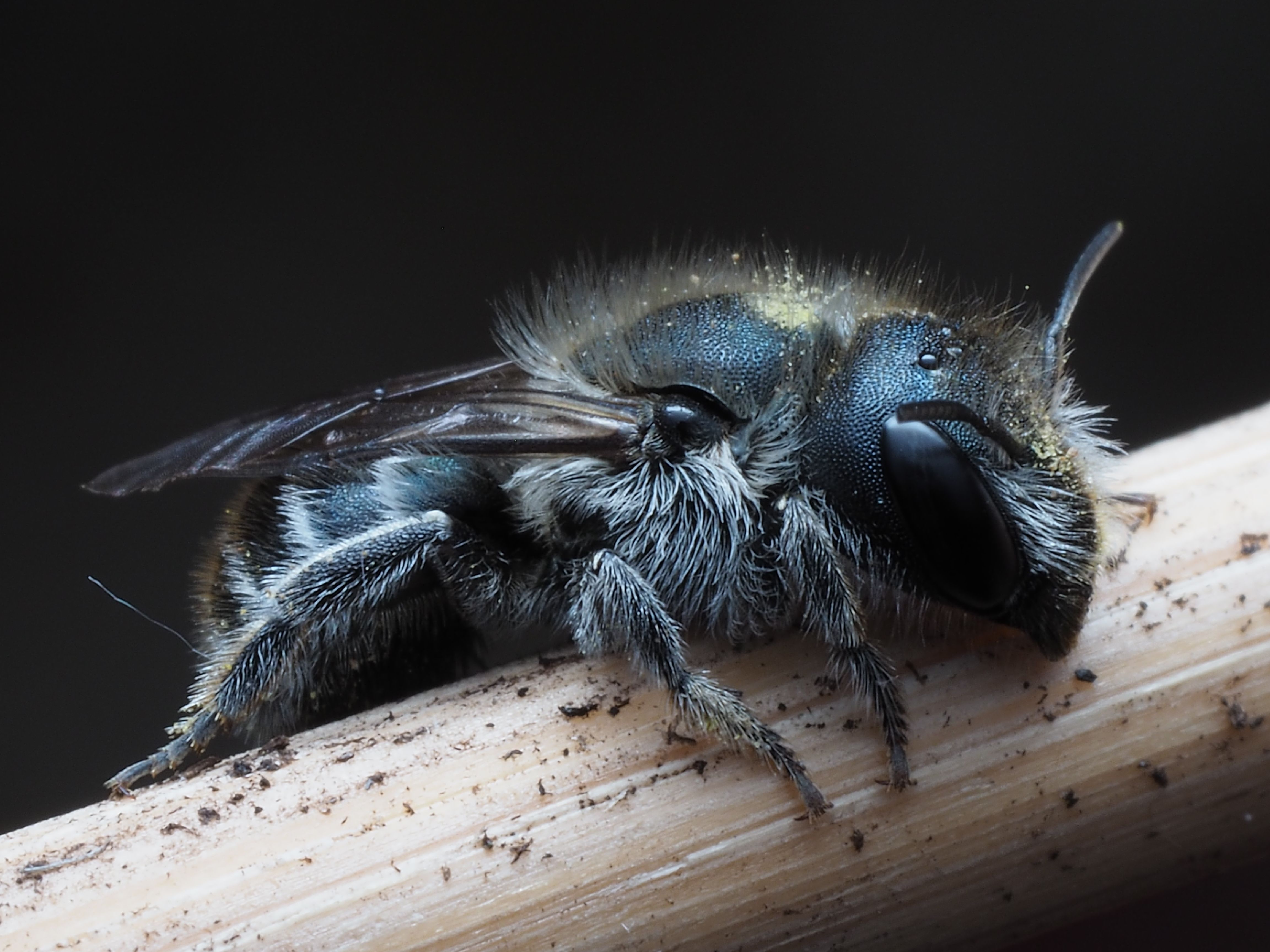 Detailed macro image of a solitary bee resting on a brown stick, showcasing its intricate features.