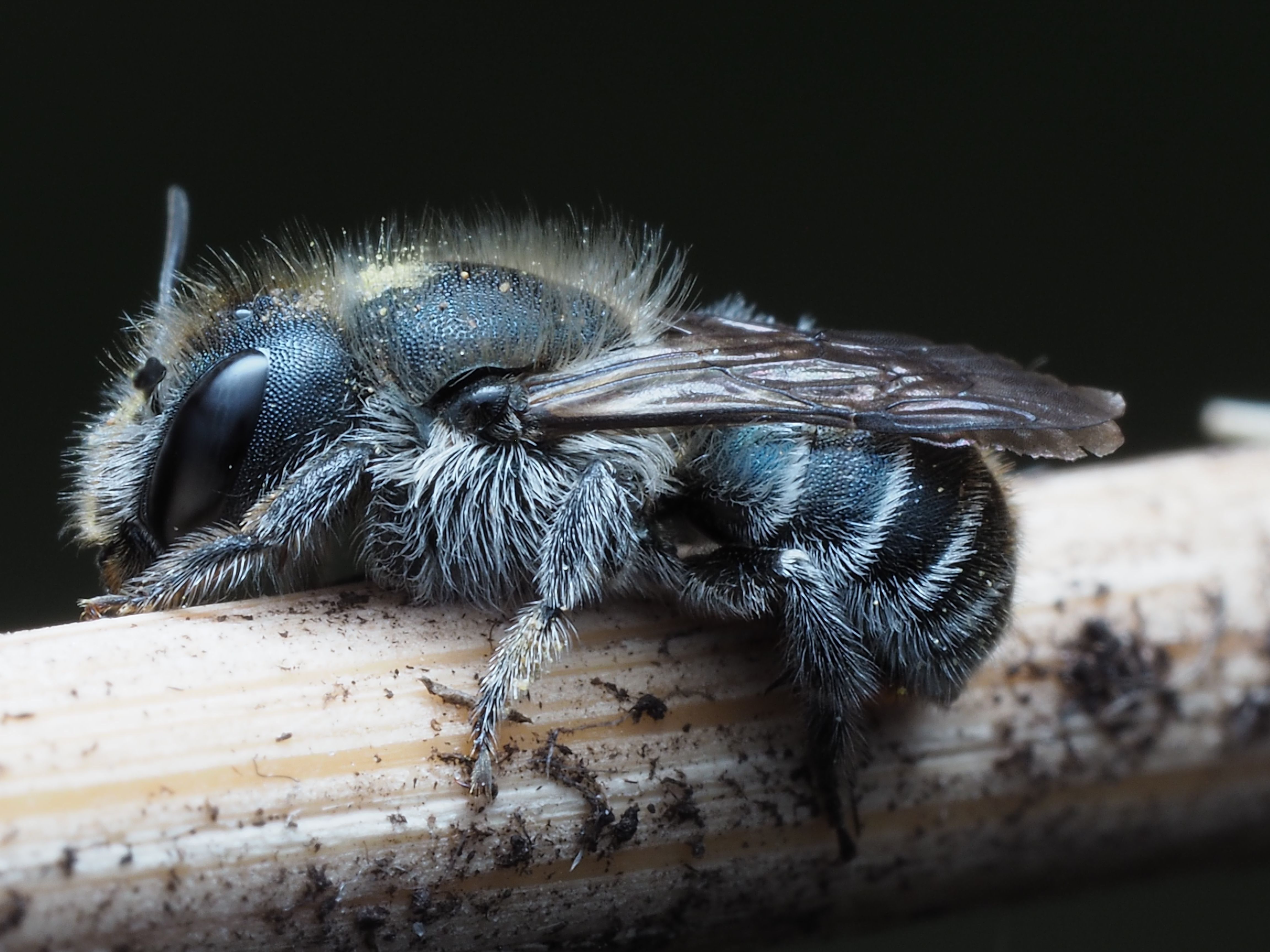 Close-Up of a Sleeping Blue Bee on Wood · Free Stock Photo
