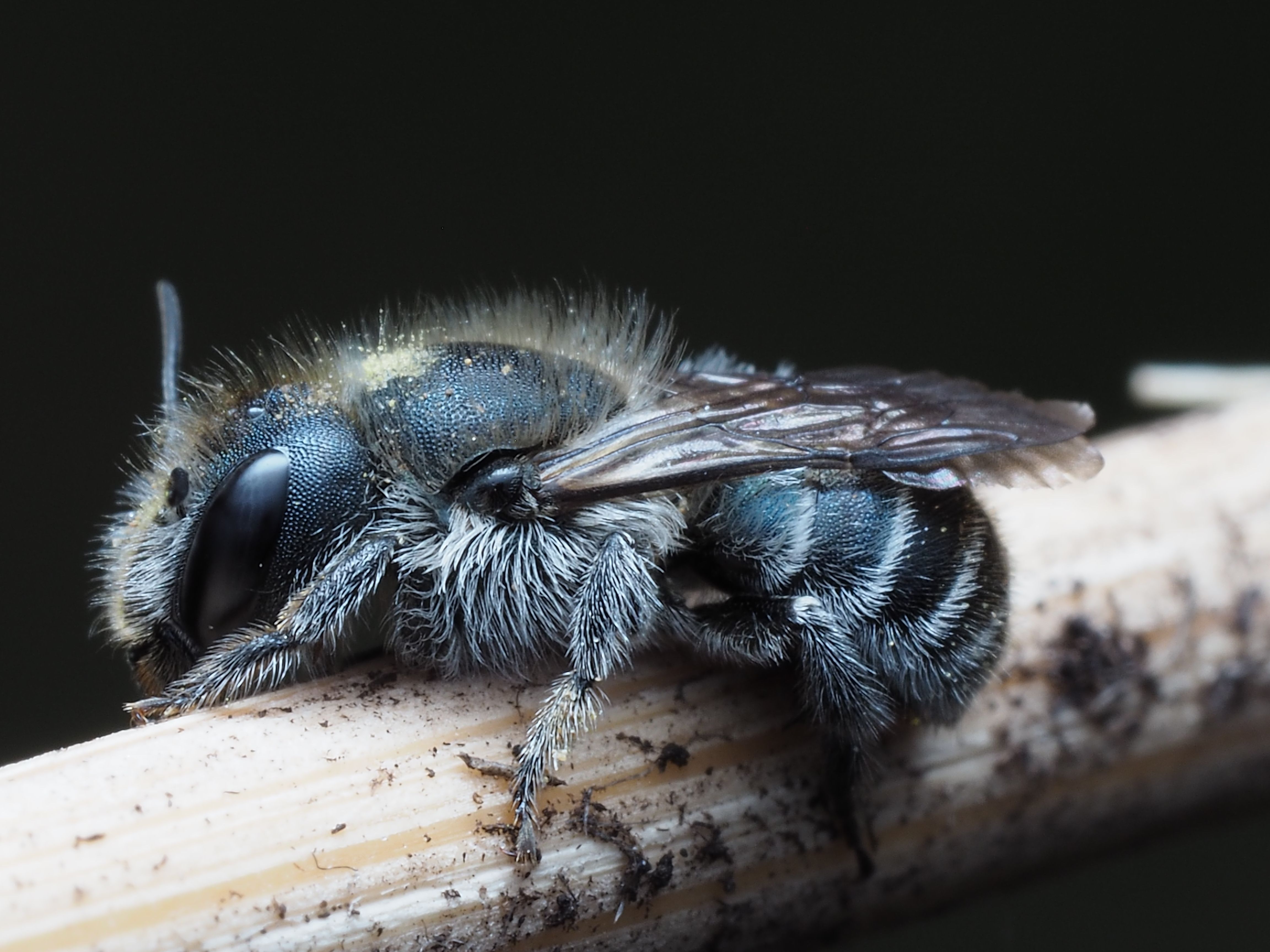 Close-up of a Furry Insect Resting on a Branch