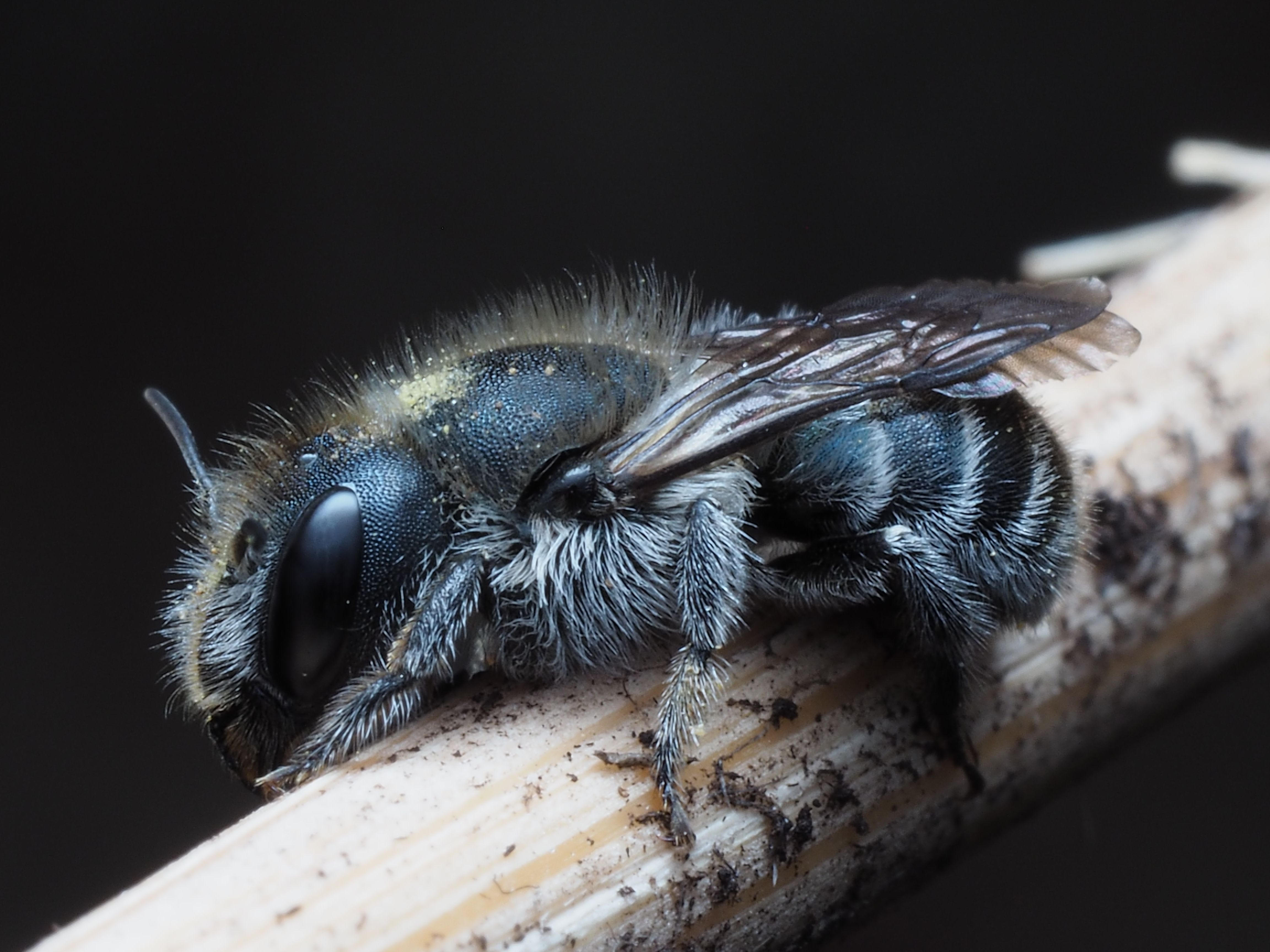 Close-up of a Sleeping Blue Mason Bee on a Branch