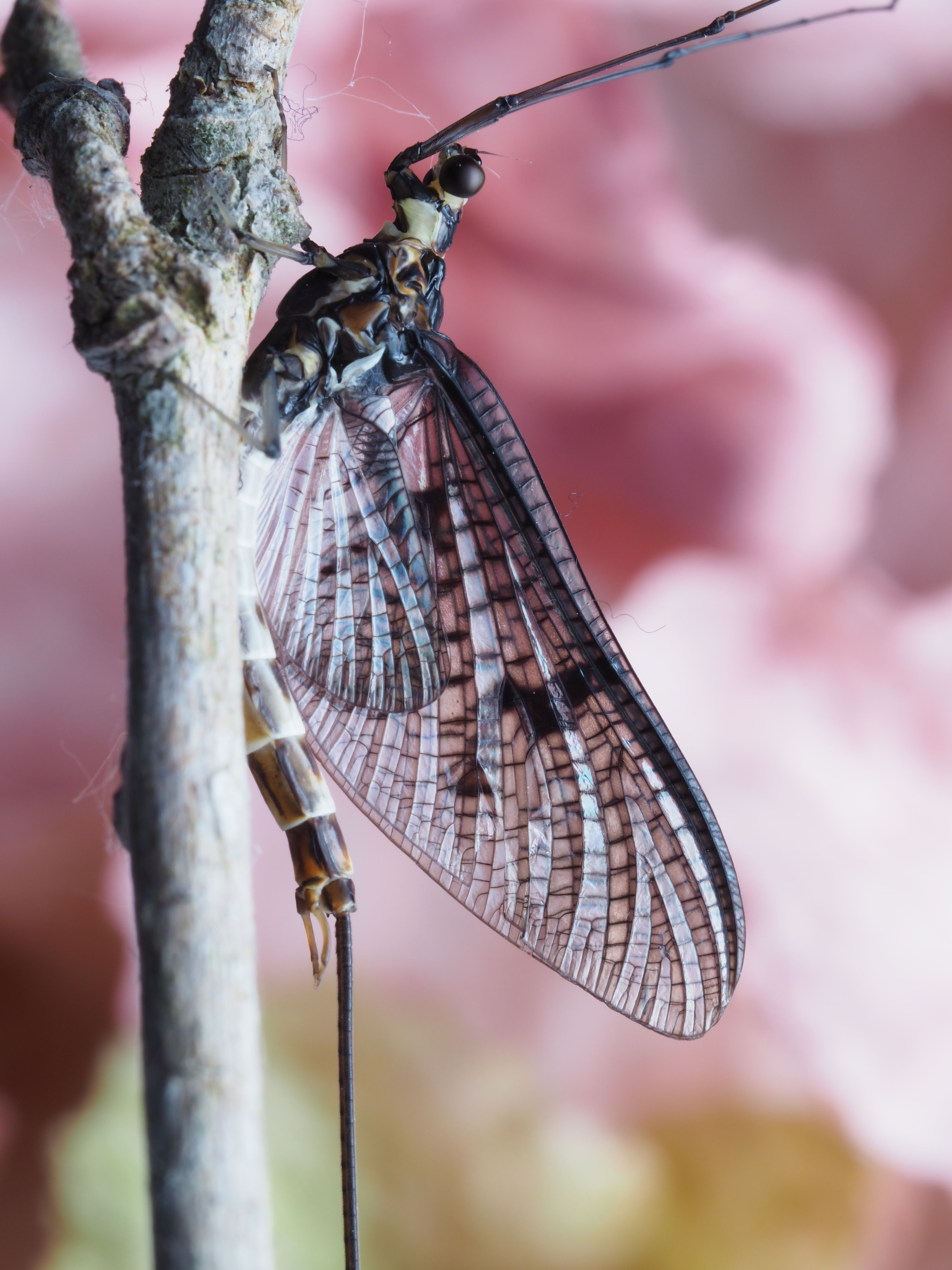 Detailed close-up of a mayfly perched on a branch against a soft pink background, showcasing its delicate wings.