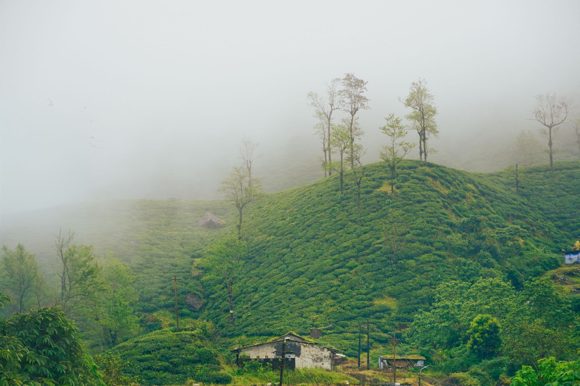 Foggy morning view of lush green tea plantations in Valparai, India, under a misty sky.
