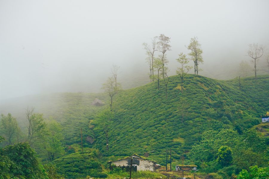 Misty tea garden in India, the growing region for the black tea base in our chai blends