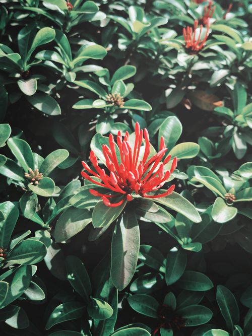 Free A striking red Ixora flower surrounded by lush green leaves in a sunlit garden. Stock Photo