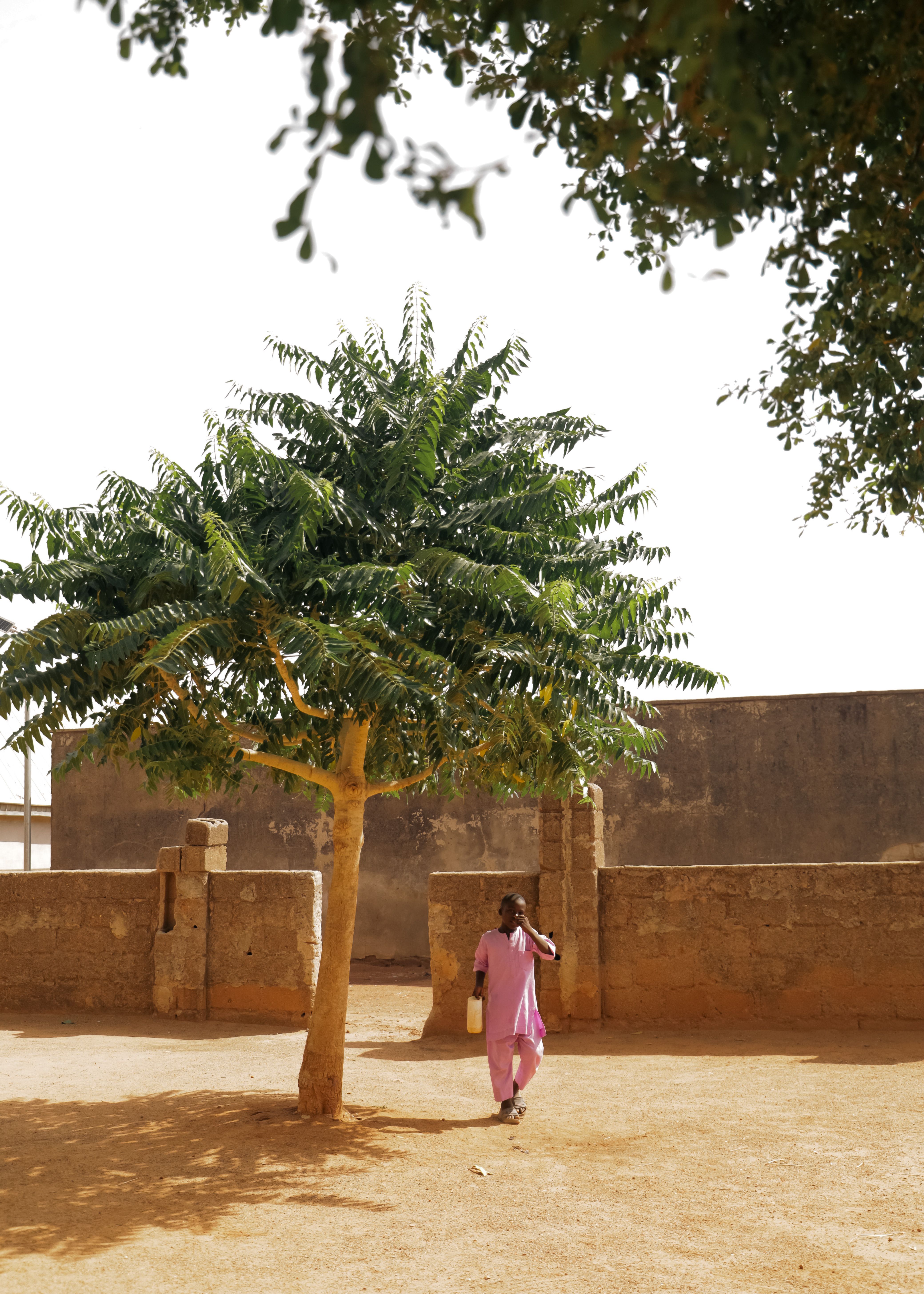 Solitary tree in sunlit courtyard scene, The Gambia