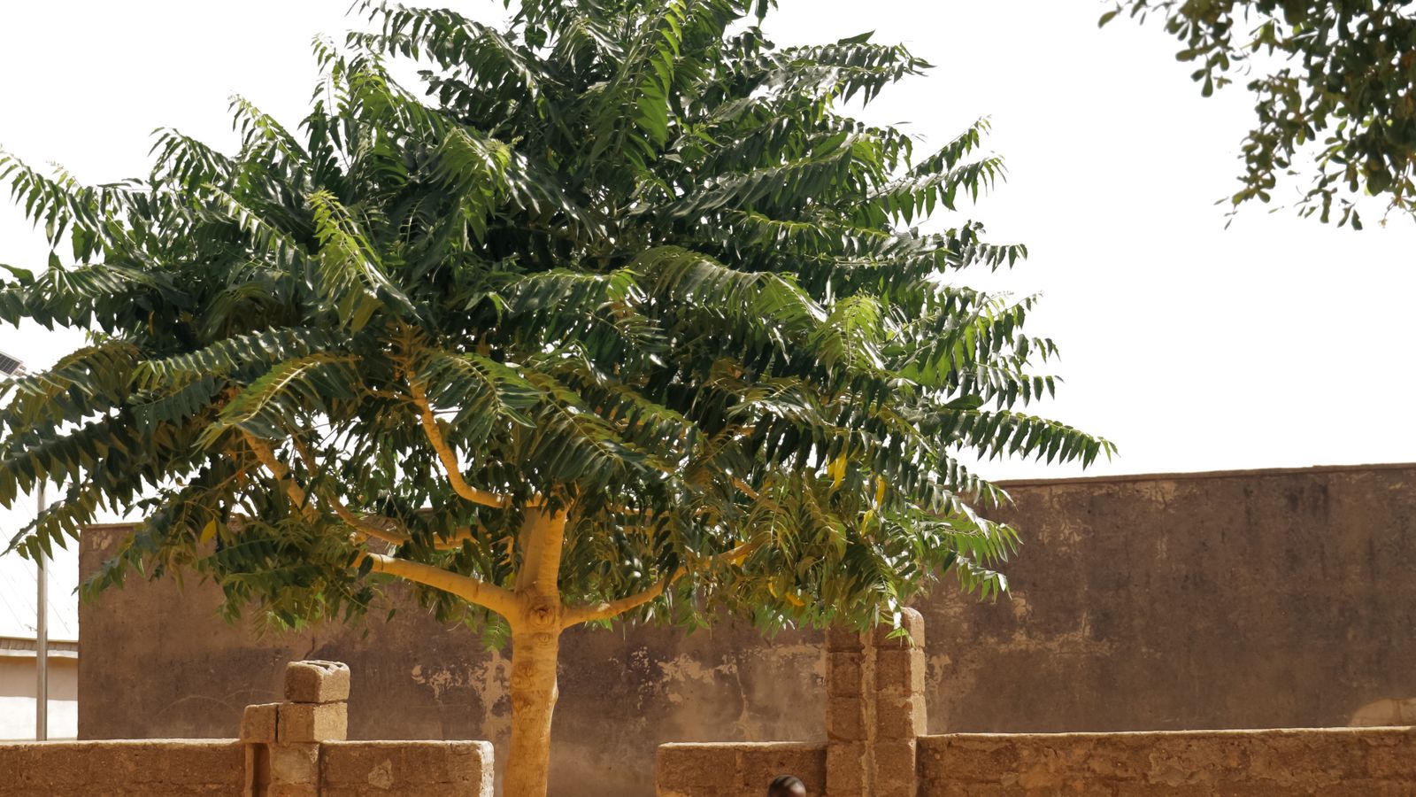 Solitary tree in sunlit courtyard scene, The Gambia