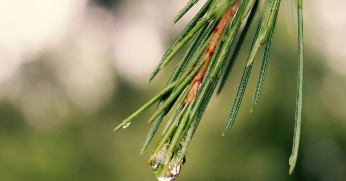 Free stock photo of green, pine needles, water drop
