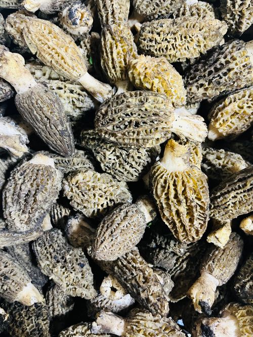 Fresh morel mushrooms