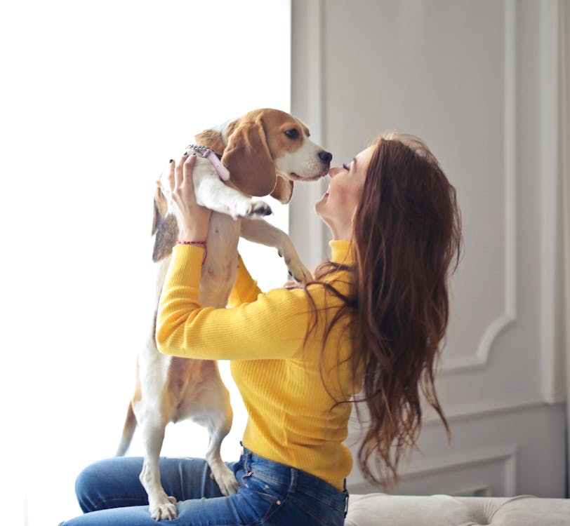 Gratis Mujer En Suéter Amarillo Con Perro De Pelo Corto Marrón Y Blanco Foto de stock