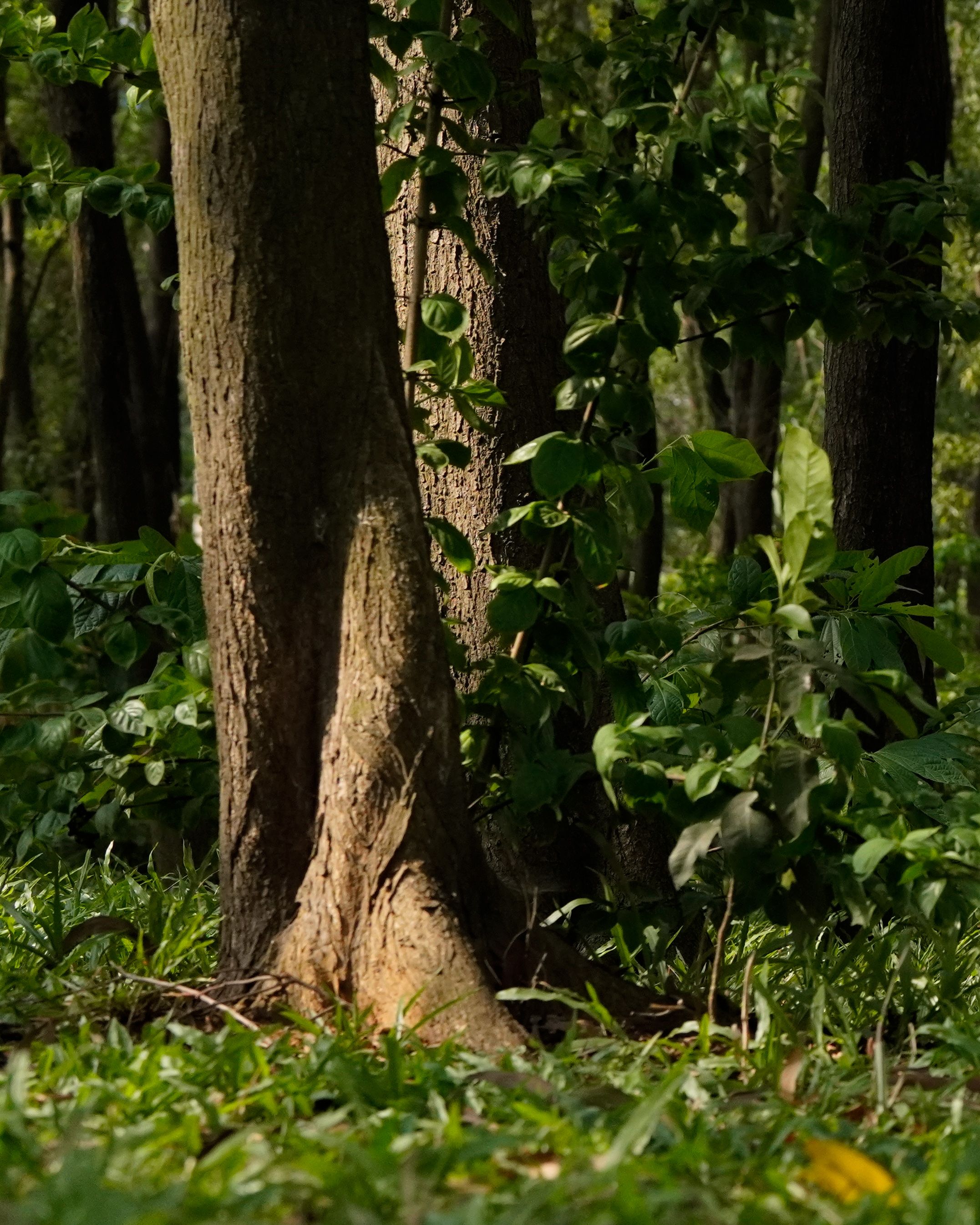 Serene Forest Scene with Tall Trees and Greenery · Free Stock Photo