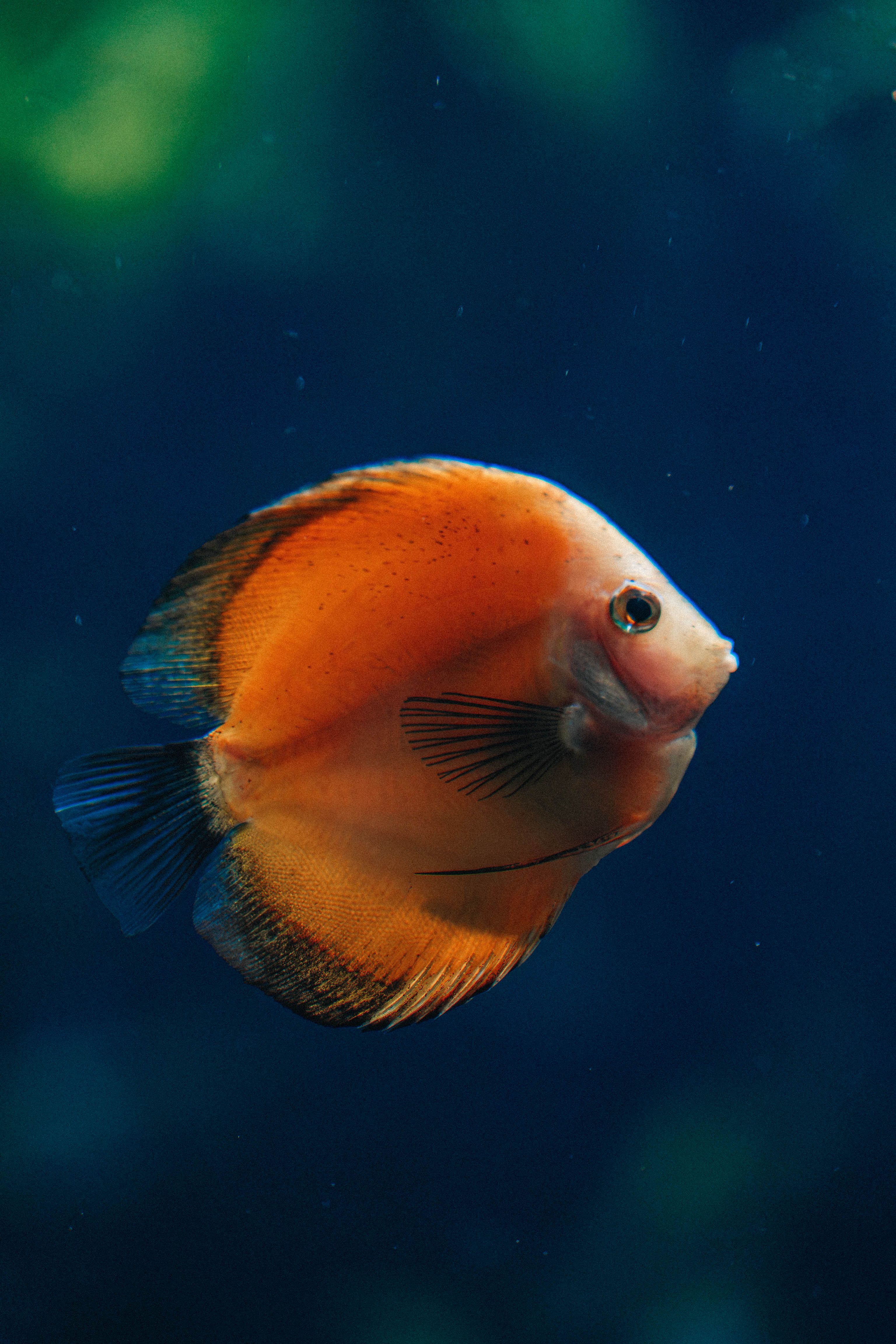 Vivid orange discus fish swimming gracefully in deep blue water, showcasing its radiant colors.