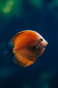 Vivid orange discus fish swimming gracefully in deep blue water, showcasing its radiant colors.