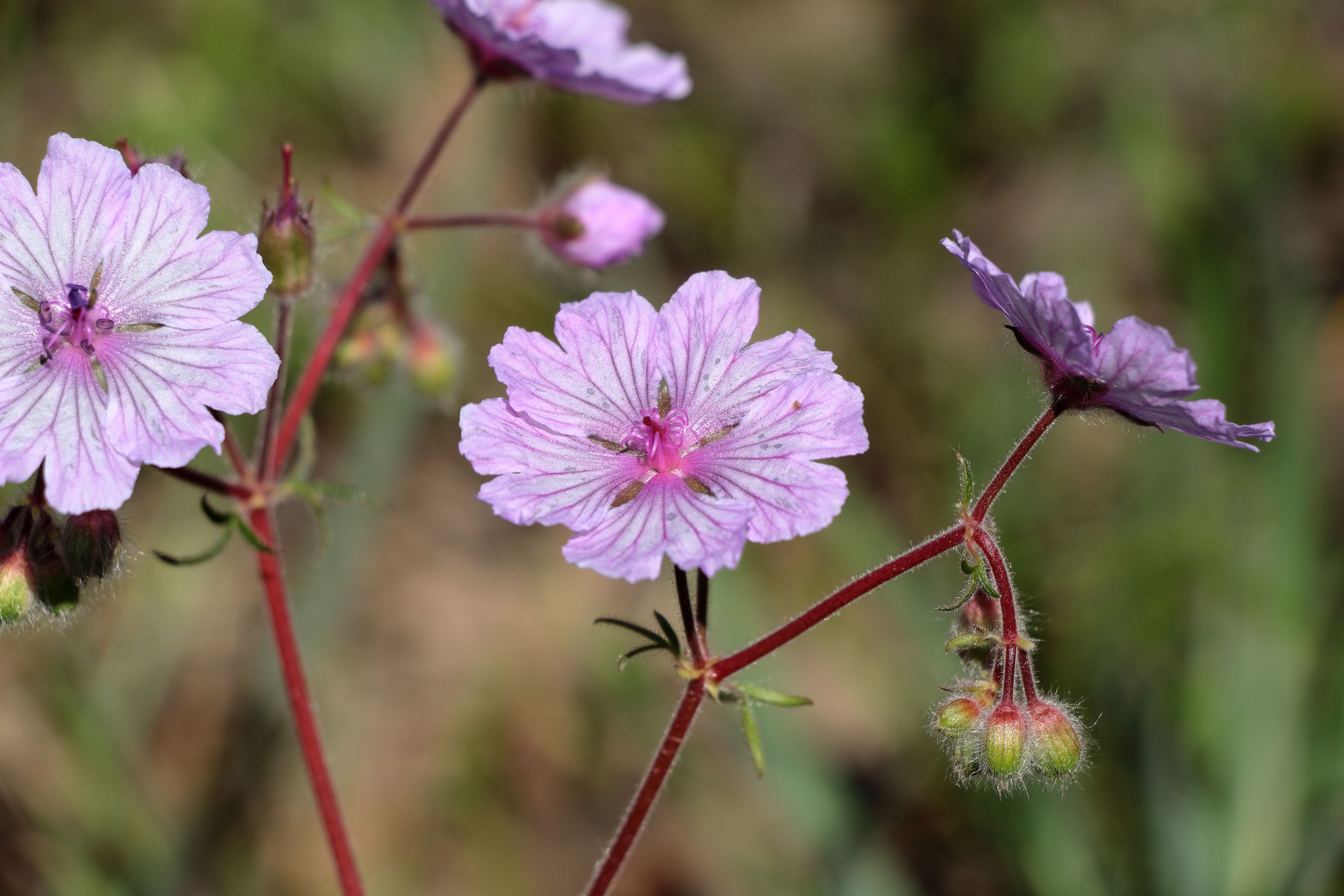 Close-up of Pink Geranium Flowers in Bloom · Free Stock Photo