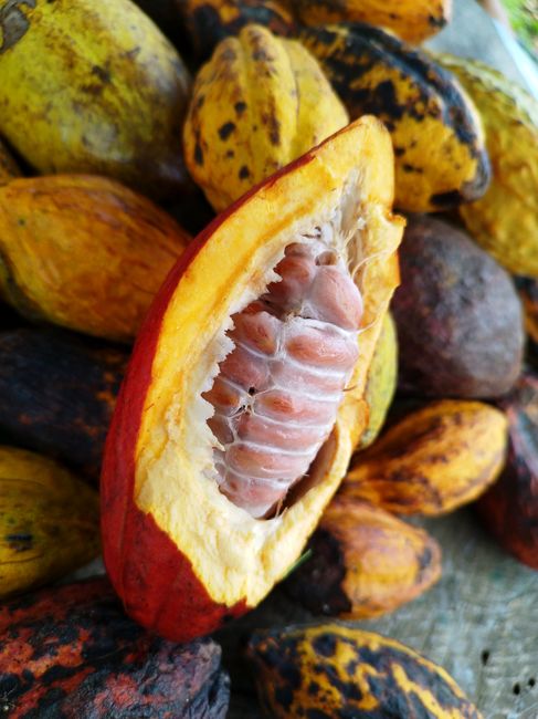 Fotomural Imagen detallada de vainas de cacao con una vaina abierta que muestra los detalles de las semillas, ideal para contenido agrícola.