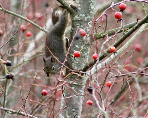 Free Little Squirrel In A Big World Stock Photo