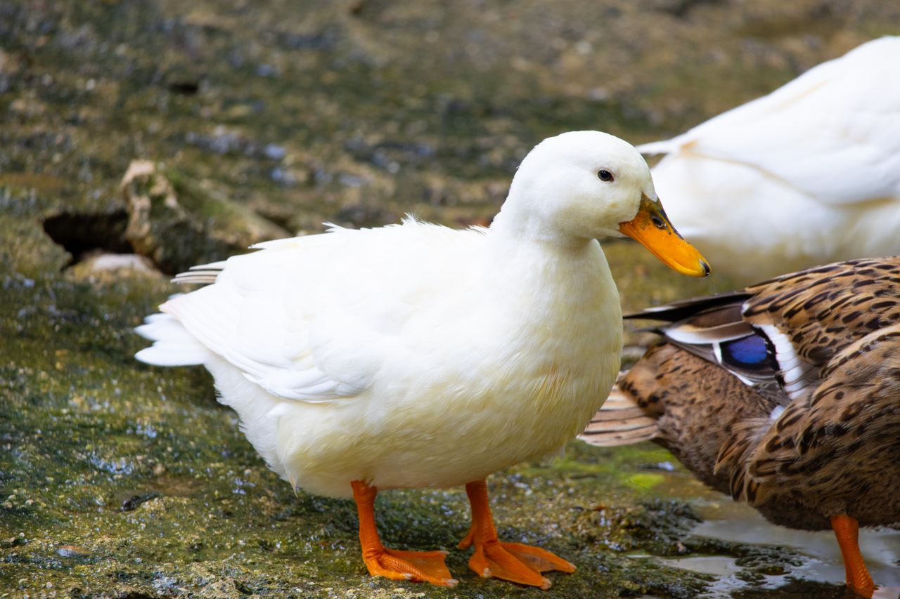 a close up view of ducks including a white domestic duck standing by a