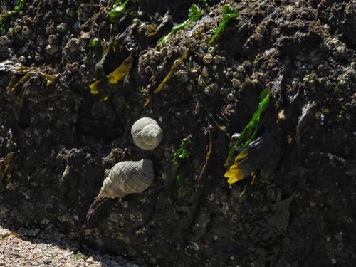 Free           Seashells On A Rock Stock Photo
