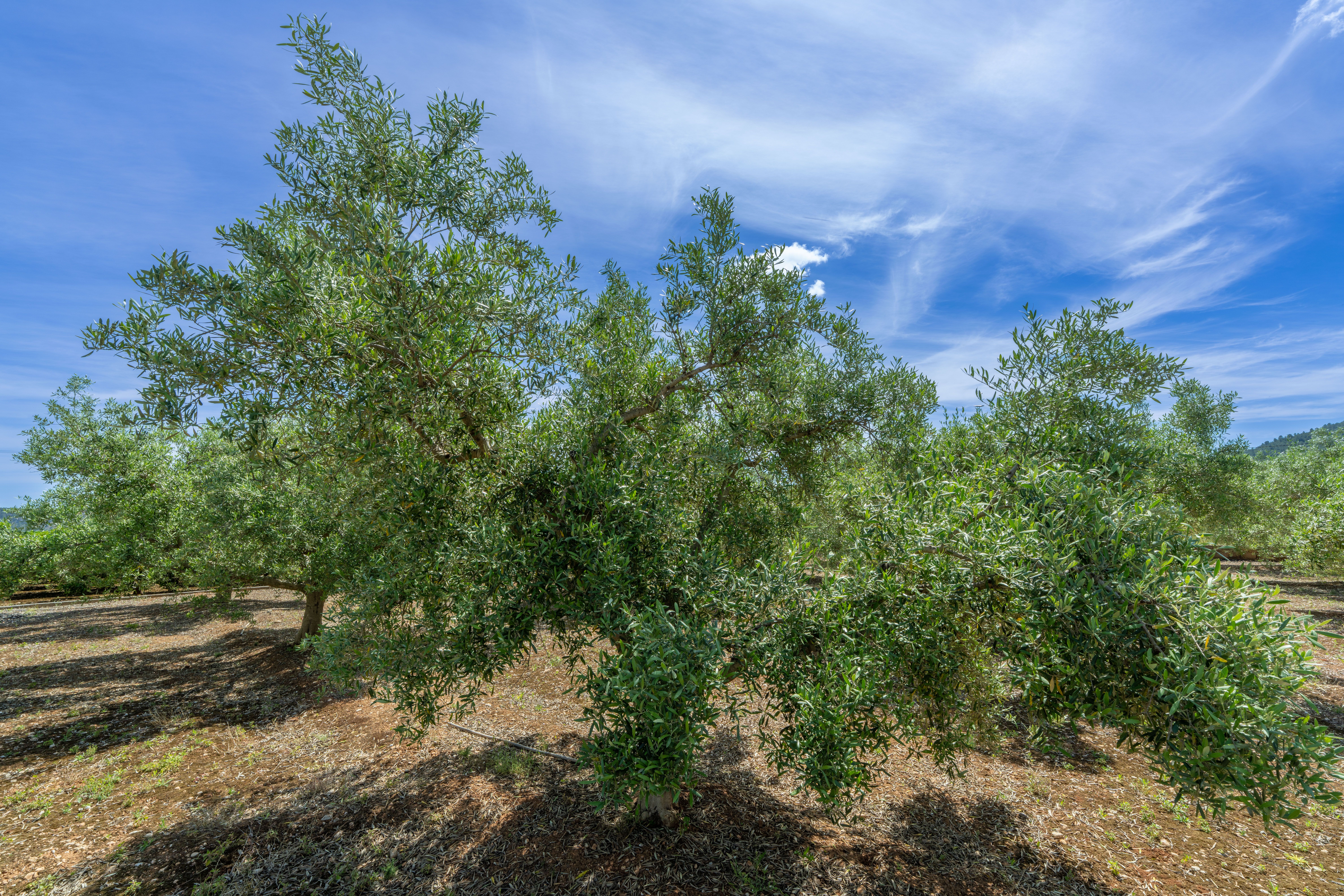 Lush green olive trees in a sunny orchard in Anna, Spain, against a vivid blue sky.