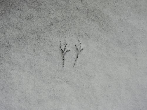 Free          Little Feet in The Snow Stock Photo