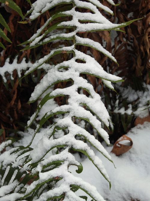Free           Snowy Day Stock Photo