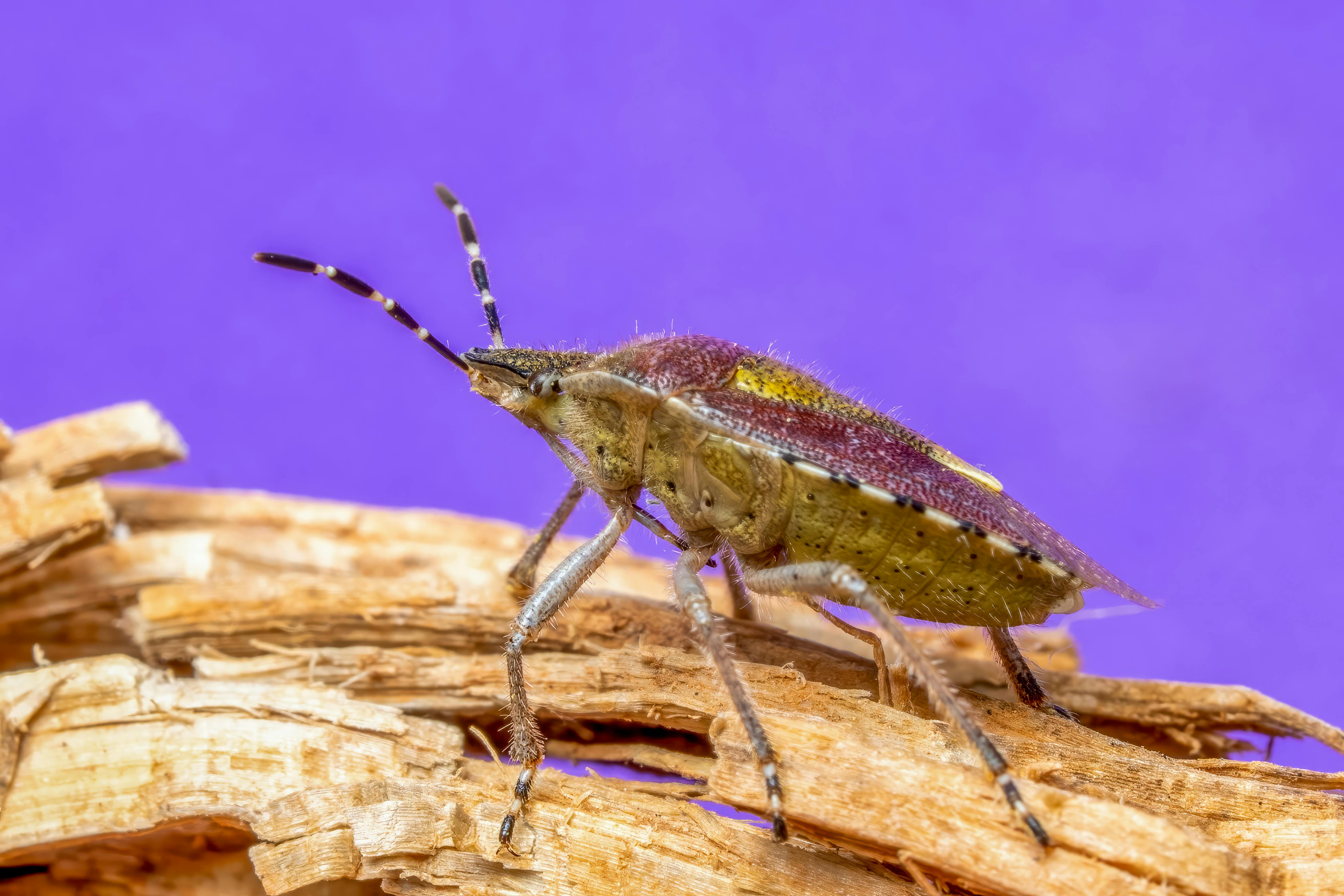 Macro shot of a stink bug on wood with a vibrant purple background, showcasing detail and texture.